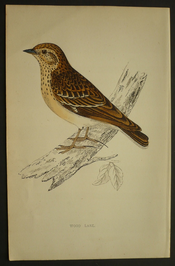 ptak lerka skowronek borowy, oryg. 1865 + akwarela