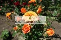 Róża wielkokwiatowa na pniu (pomarańczowa)
