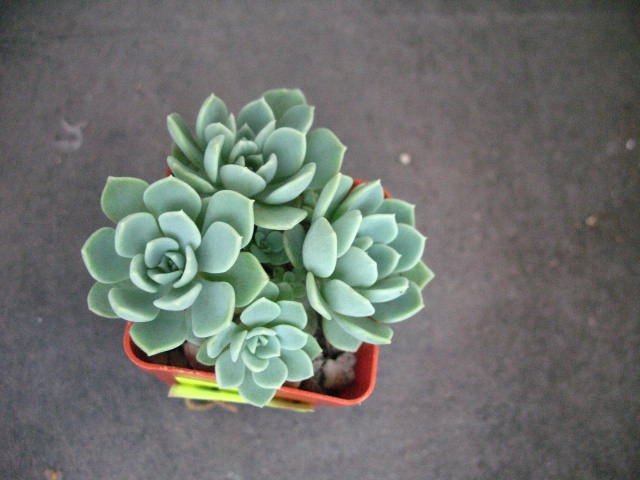 Echeveria secunda 5562 don4x4cm PG1019P