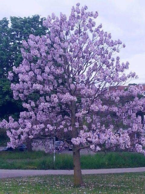 Павловния шан тонг. Павловния шан тонг. Павловния томентоза дерево. Павлония тонг. Павлония шан тонг.