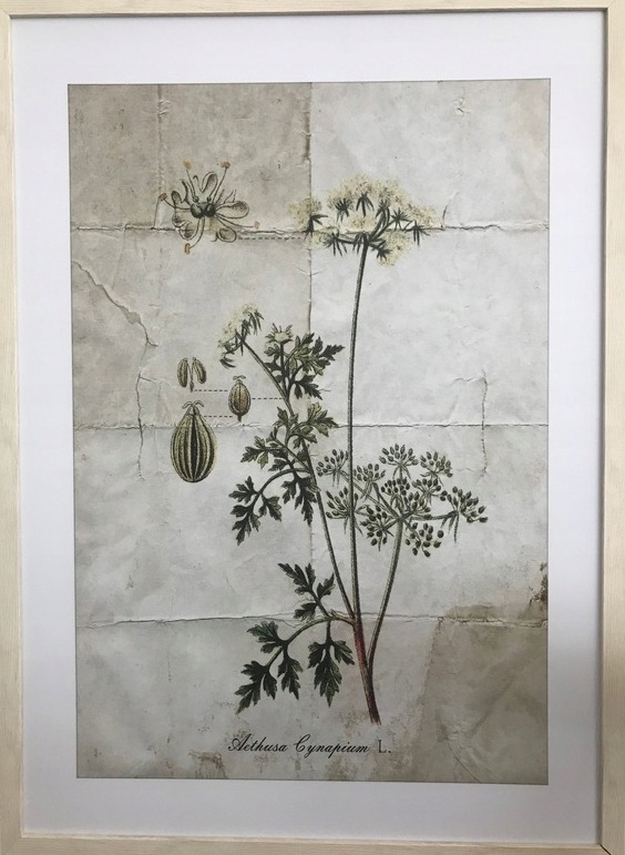 Grafika ścienna obraz Botanika 53x73cm Ars Longa