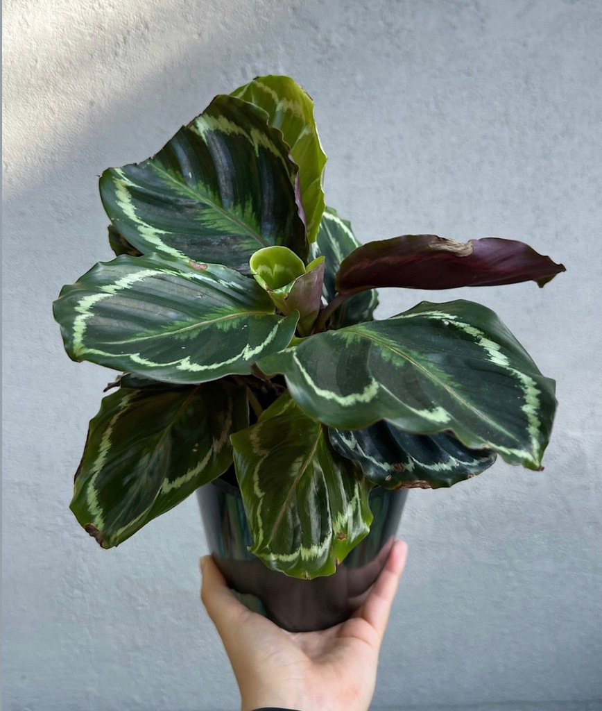 Купить КАЛАТЕЯ калатея МЕДАЛЬОН прекрасный ШАНС!: отзывы, фото и ...