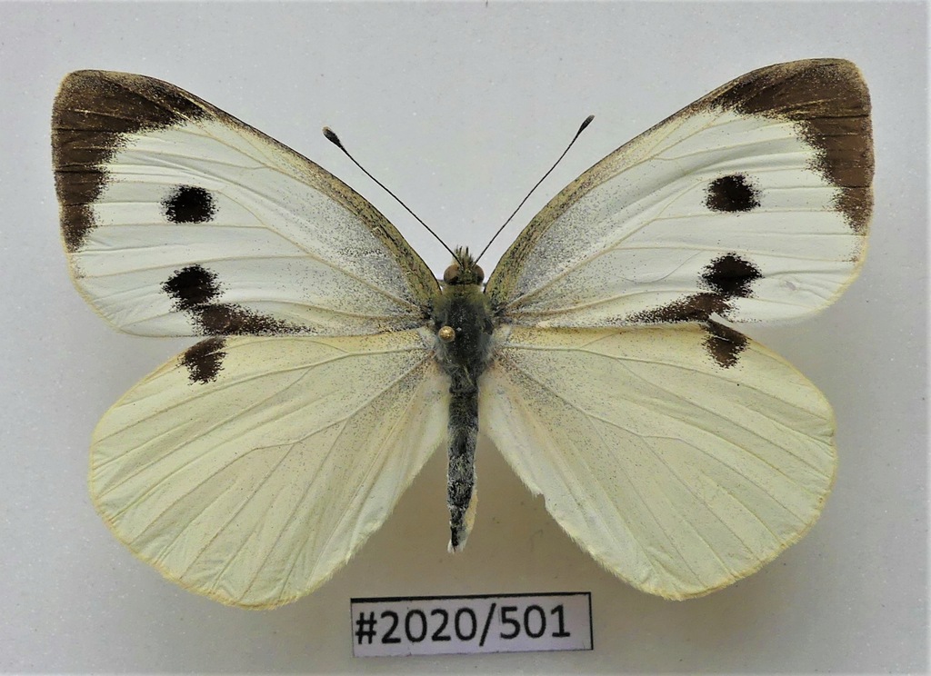 Motyl Pieris brassicae samica 62mm .