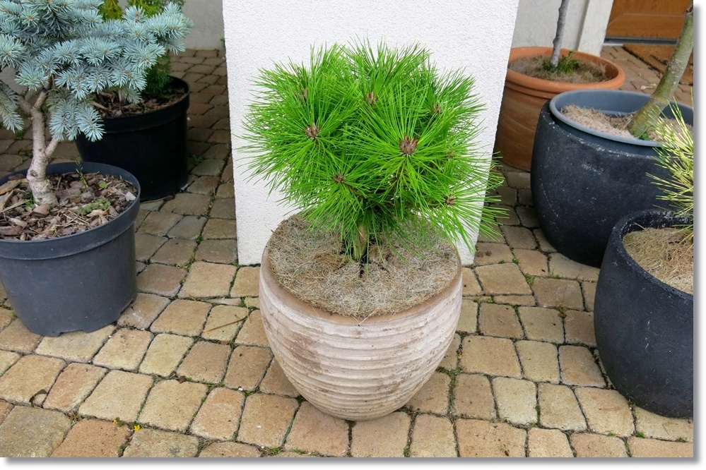 Pinus densiflora 'Kim' - duża !!!!!