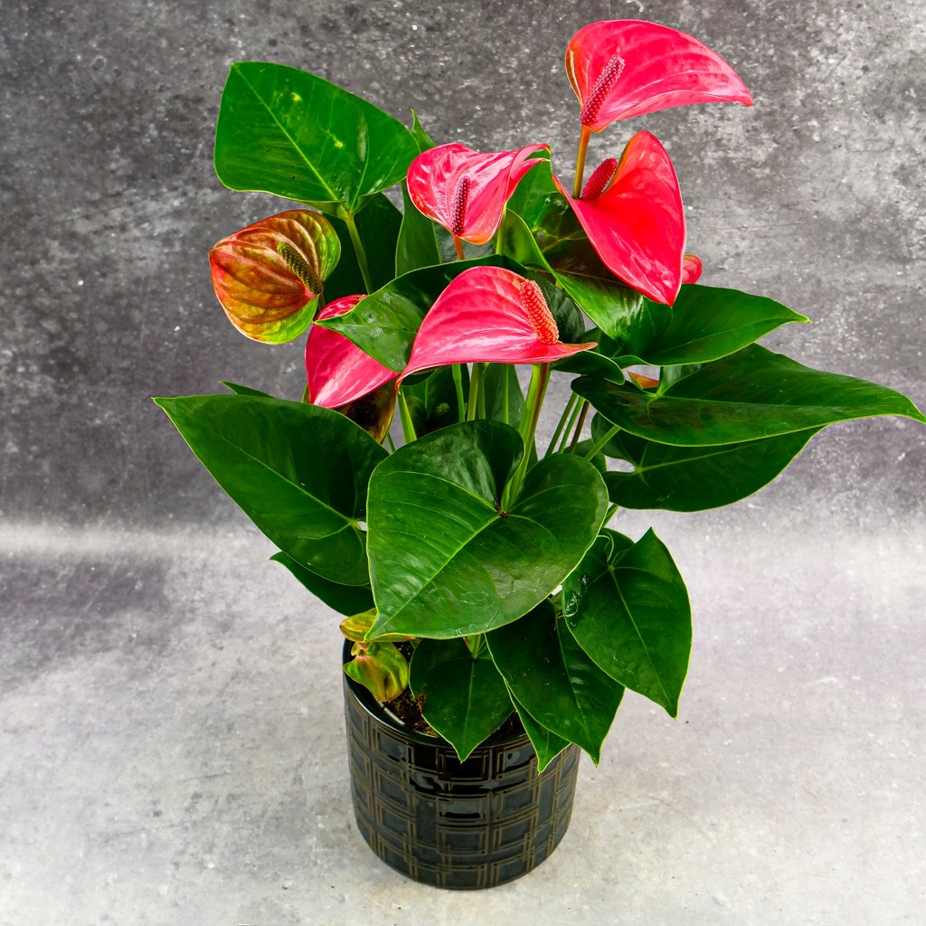 Anthurium PINK anturium różowe KWITNĄCE