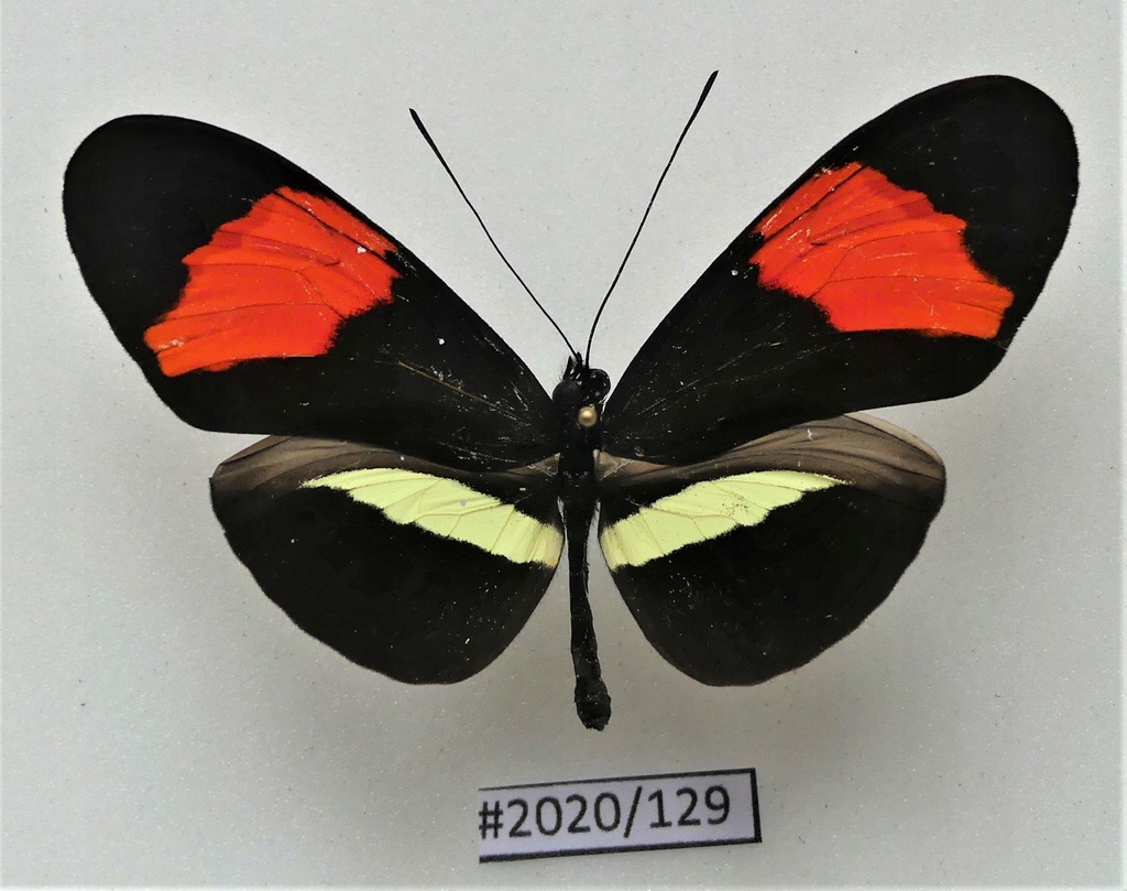 Motyl Heliconius melpomene amaryllis .