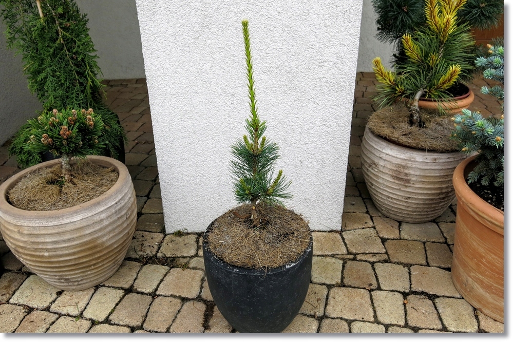 Pinus parviflora 'Gimborn's Ideal' - unikat !!!