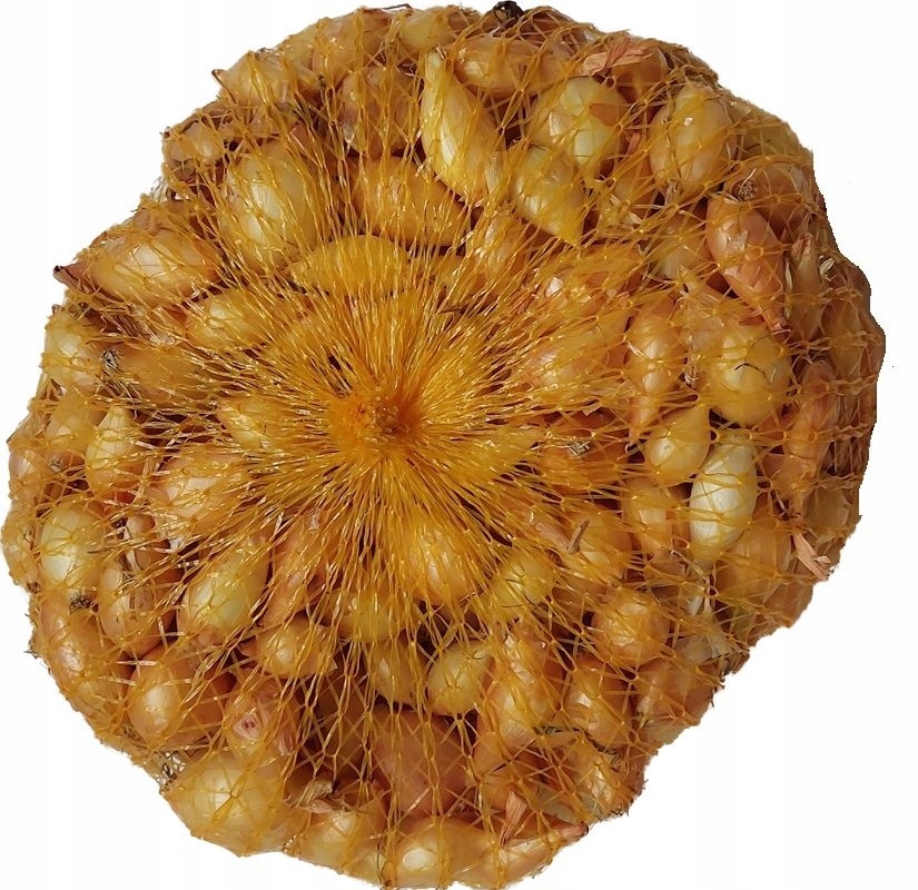 Cebula dymka zimująca Senshyu Yellow 8-21 mm 500 g PNOS