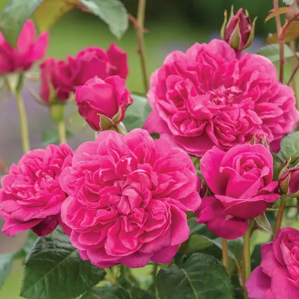 Róża angielska JAMES L. AUSTIN - goły korzeń klasa A