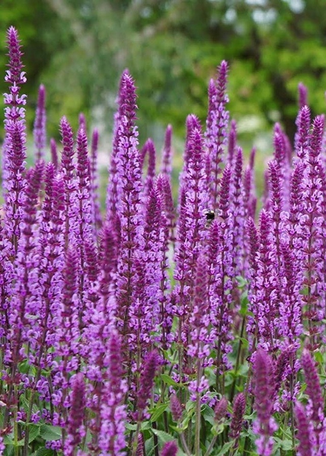 Szałwia Omszona "Amethyst" P11 Różowe Kwiaty Ogrodowa Wieloletnia Do donic