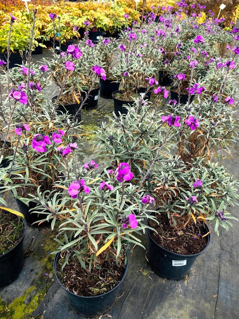 Erysimum linifolium - Pszonak Bowles Mauve