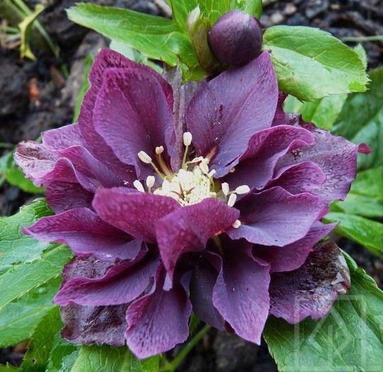 Ciemiernik Double Ellen Purple purpurowo-czarny! - 9818477436 ...