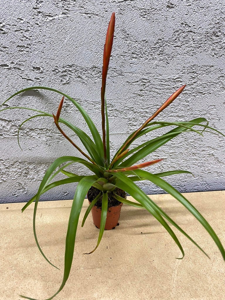 Tillandsia Flabellata oranje Ogrzewacz w Paczce 5,5 Ø D