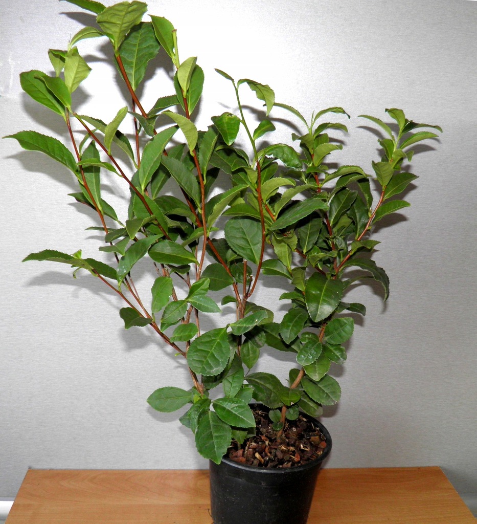 Herbata chińska -Camellia sinensis- sadzonki 40cm