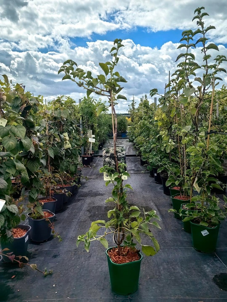 Hortensja pnąca Anomala Petriolaris Duża sadzonka