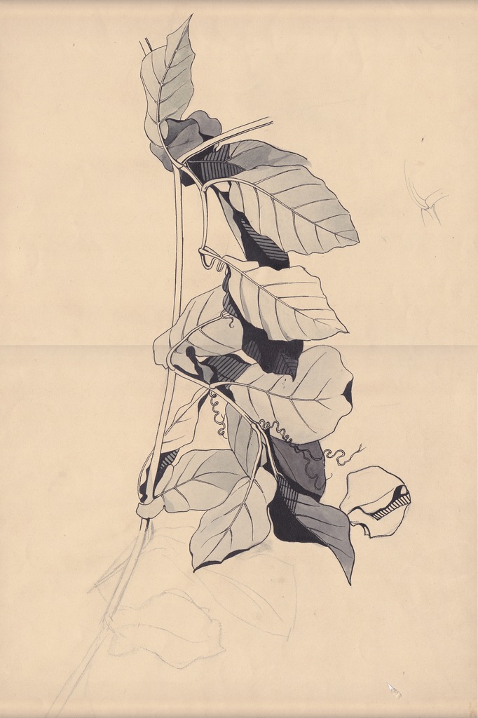 Knappe Motyw z zielnika precyzyjny rysunek tuszem lawowany sygnatura flora