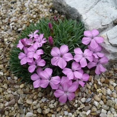 Goździk drobnołuskowy - Dianthus microlepis