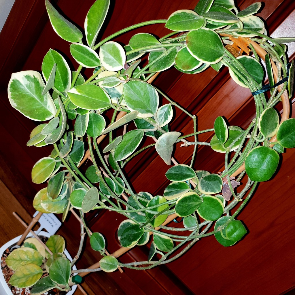 Купить Хойя, ходжа AUSTRALIS VARIEGATA выращивание: отзывы, фото и характеристик