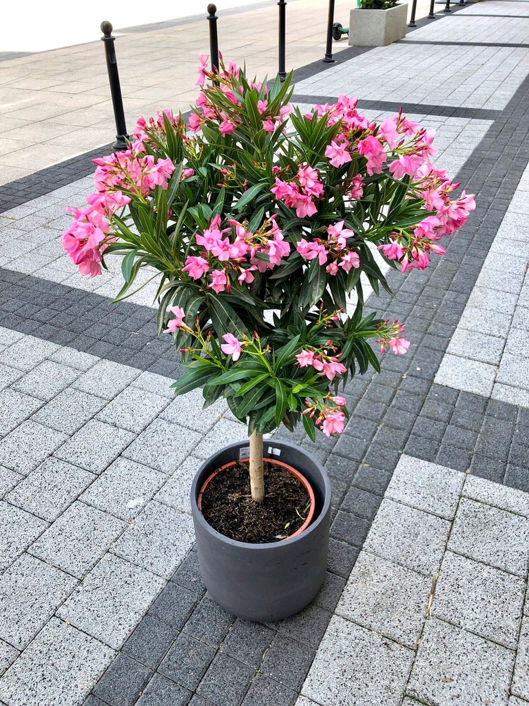 Oleander różowy na pniu drzewko 110 cm