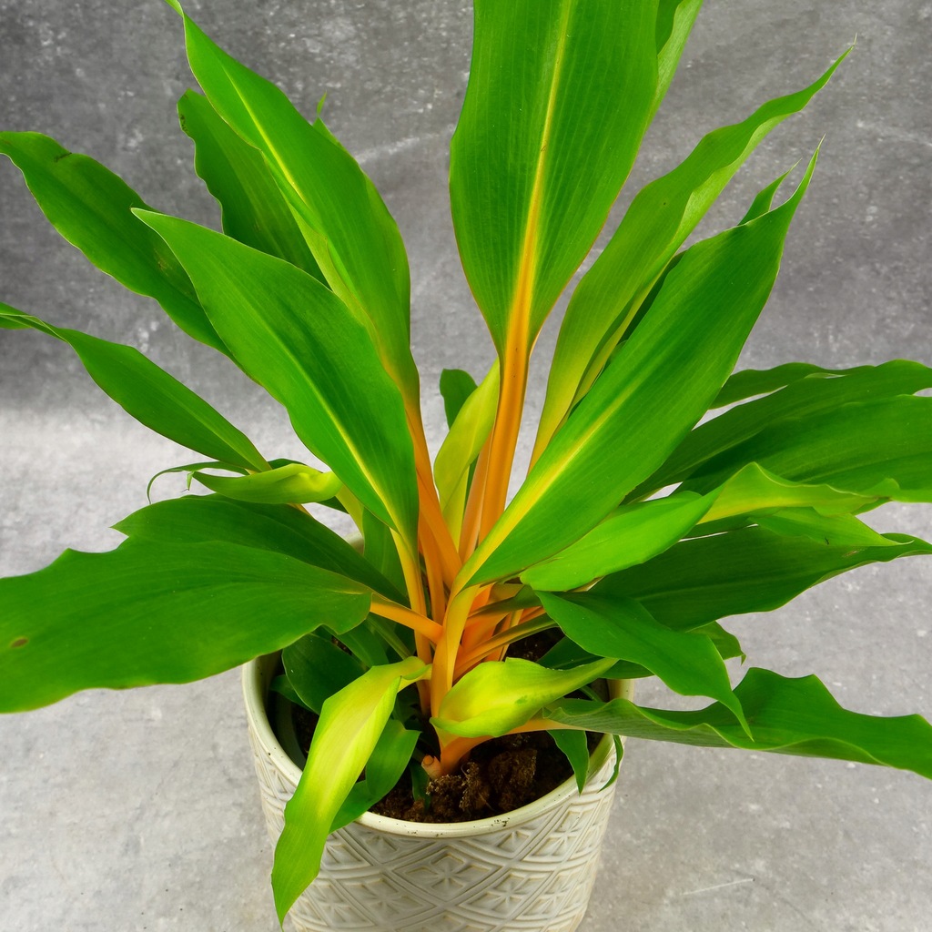 Zielistka Green Orange Chlorophytum Orchidastrum