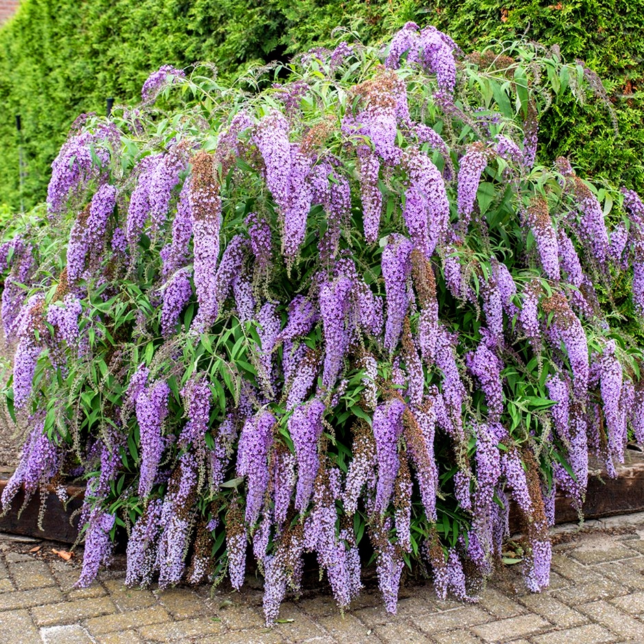 BUDLEJA WISTERIA LANE -DUŻA SADZONKA 3 -LETNIA