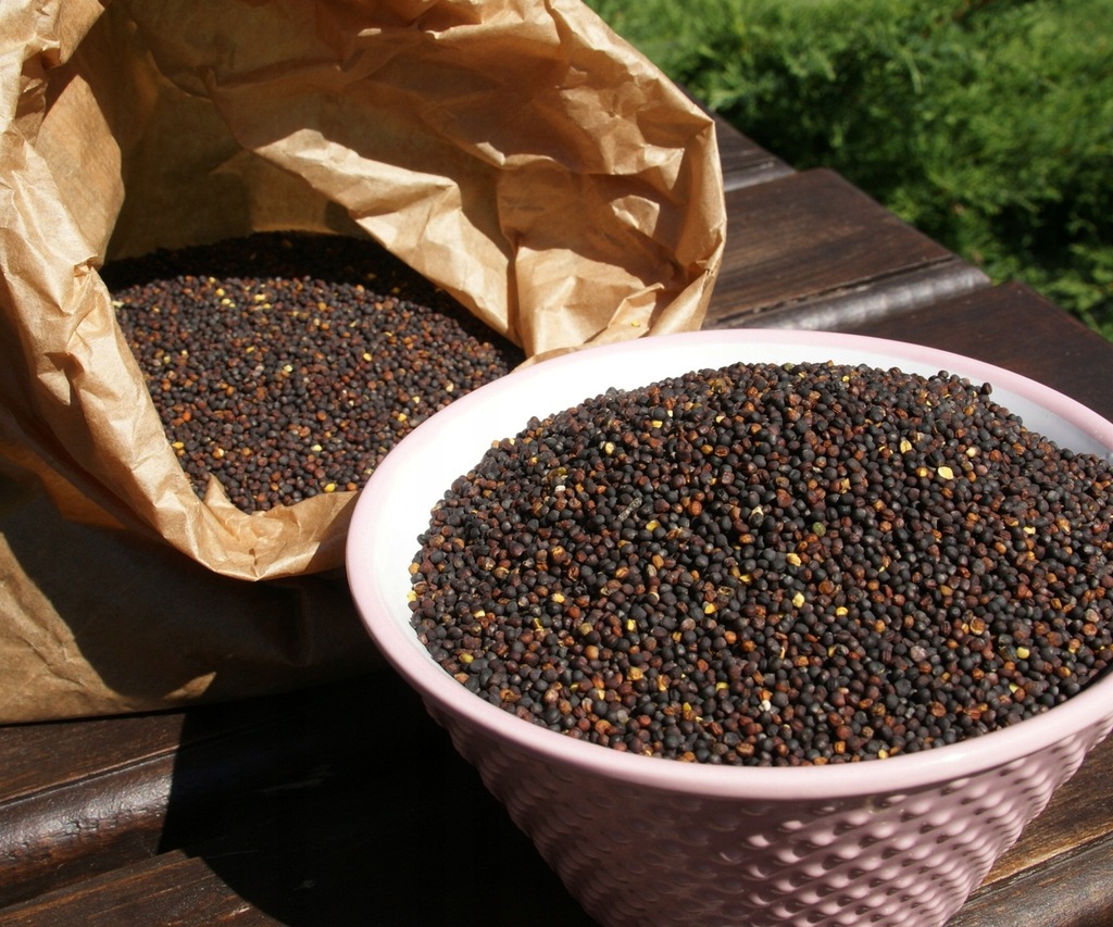 Rzepak ozimy ziarno 1 kg na olej, poplon