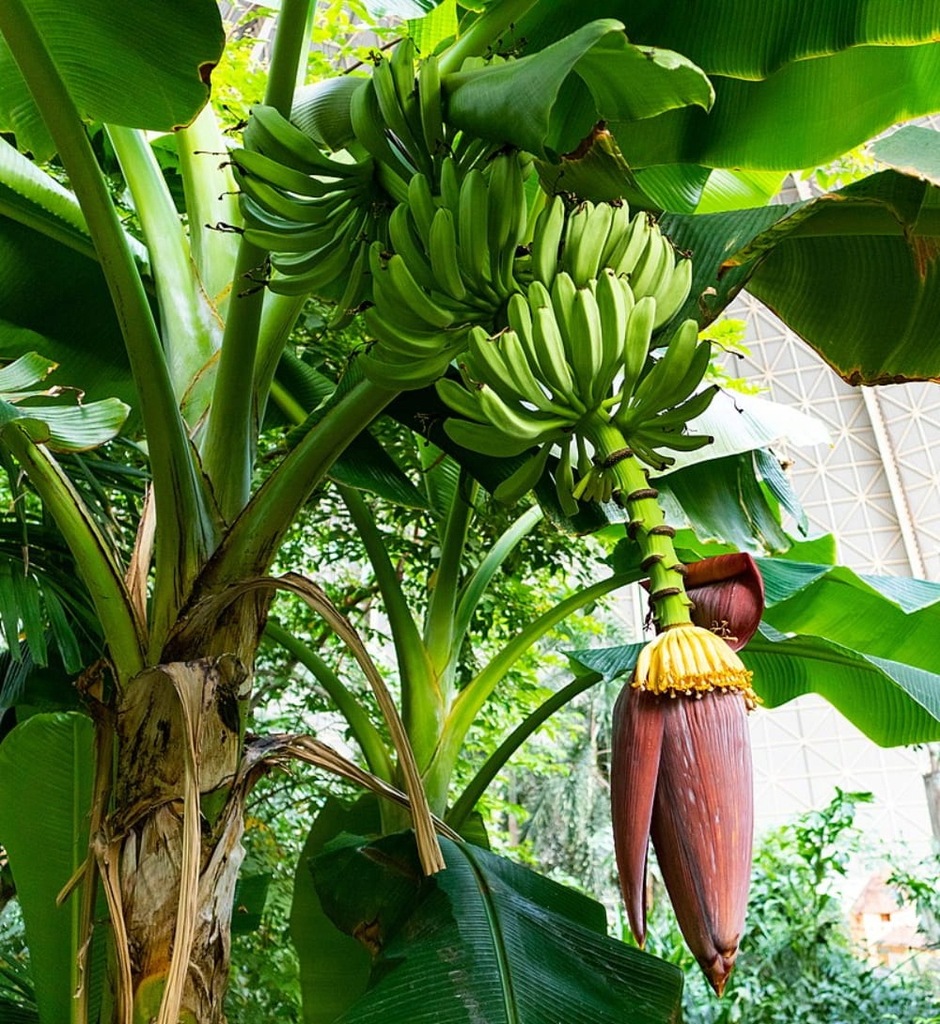 Bananowiec Musa Paradisiaca Banan Zwyczajny