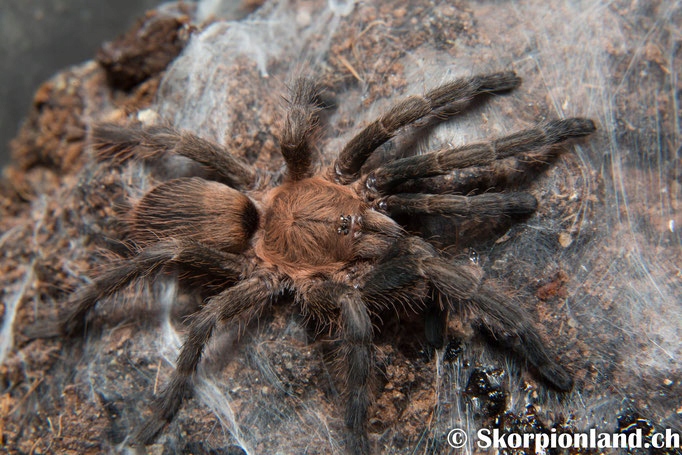 Dolichothele exilis (SpidersForge)