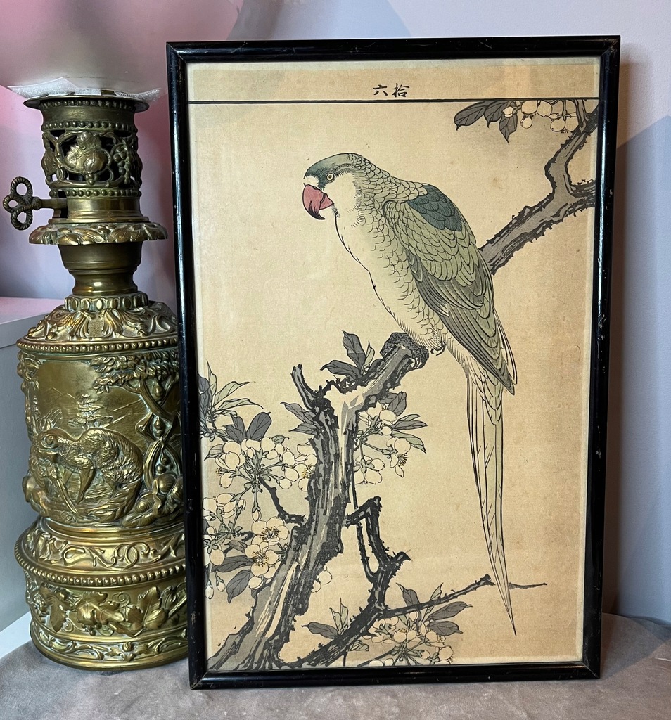 Stary obrazek papuga Imao Keinen Japanese plum, Red breasted Parakeet