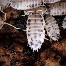 Porcellio laevis "Dairy Cow", 30 sztuk