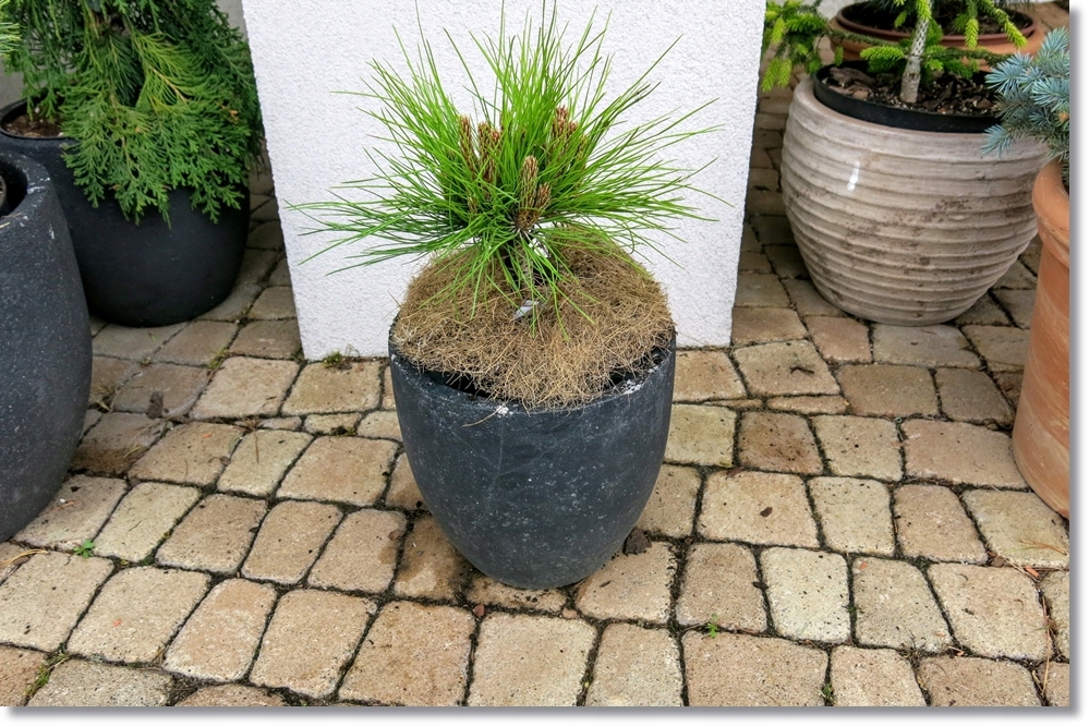 Pinus densiflora 'Meylan Compact'