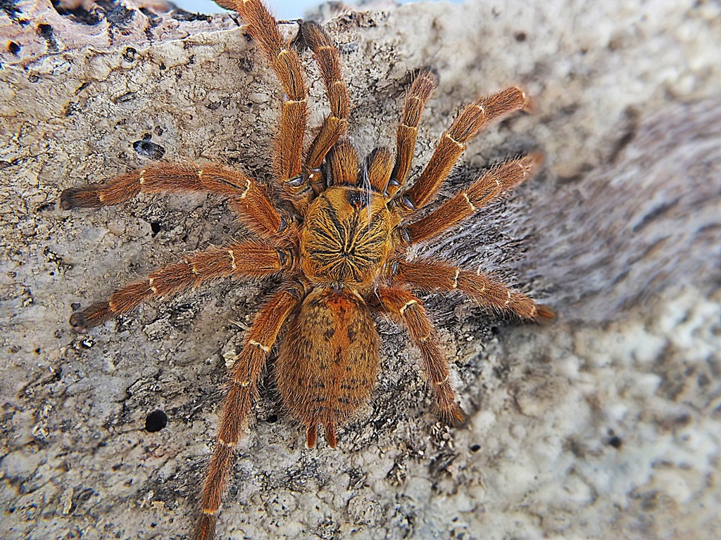 Pterinochilus murinus Para (SpidersForge)