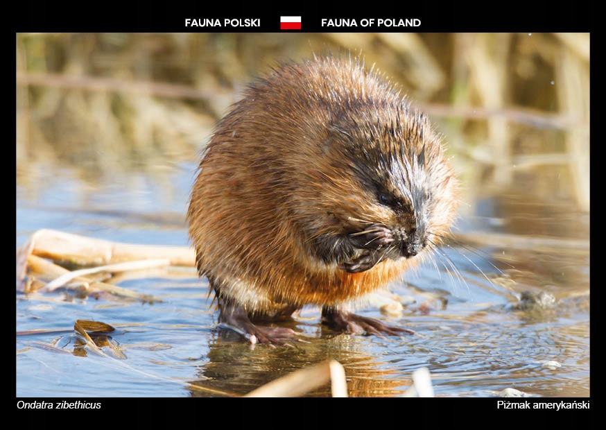 Fauna Polski: Piżmak amerykański