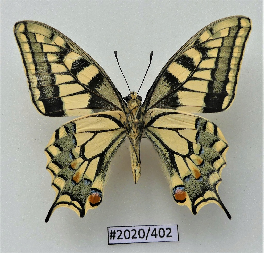 Motyl Papilio machaon samiec 62mm strona brzuszna.