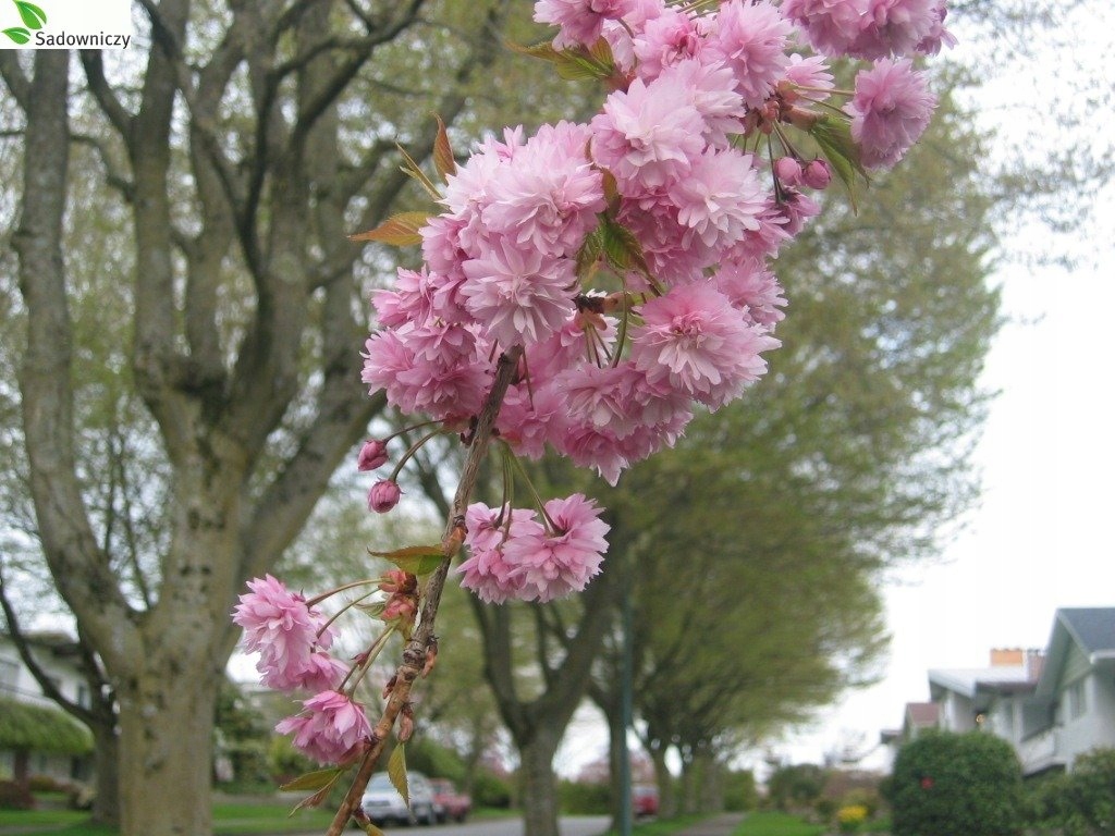 Wiśnia piłkowana Kiku - Shidare Zakura zwisająca - 12437667386 ...