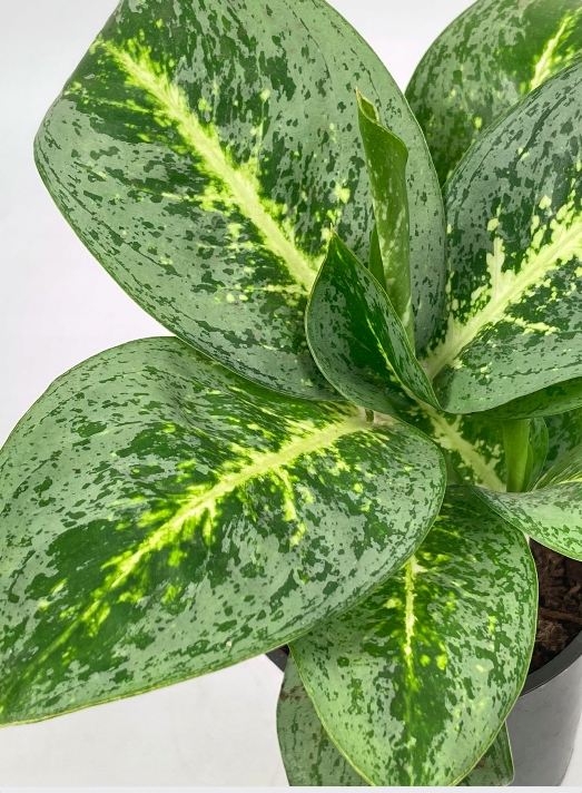 Aglaonema Aglonema KEY LIME / LEMON MINT