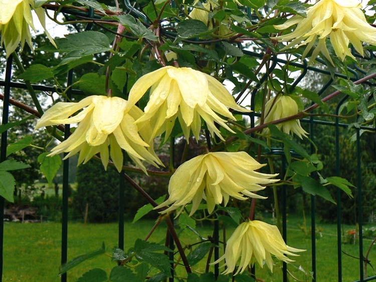 Clematis Powojnik Lemon Dream CYTRYNA PACHNĄCY, C2