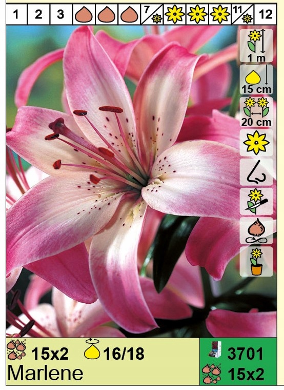 Cebulki lilii odmiany Marlene wielkość 16-18 cm