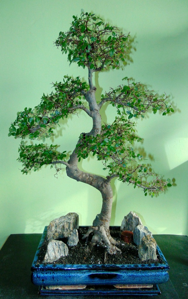 Bonsai Wiąz drobnolistny 67cm
