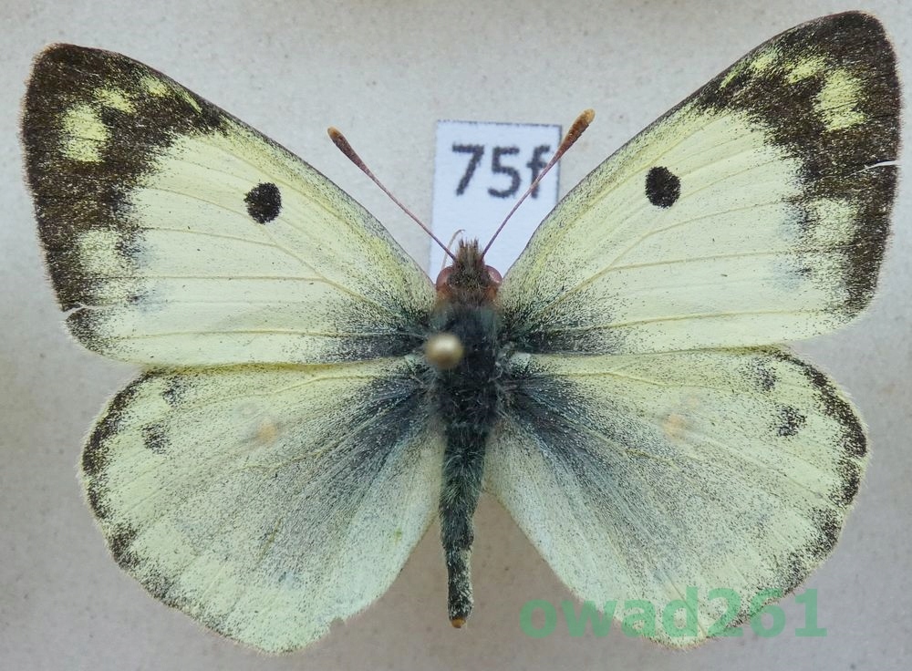 Colias hyale Szlaczkoń siarecznik 75f