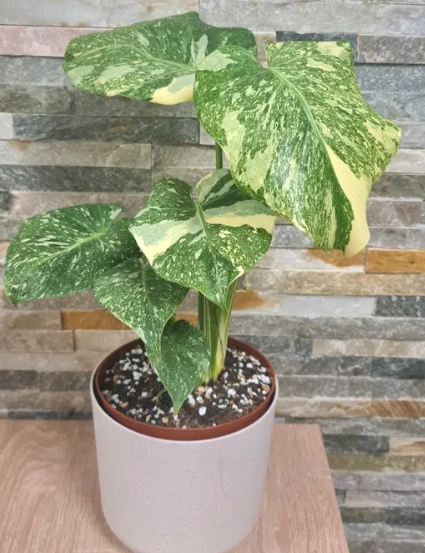 Monstera Thai Constellation Platinum, mint,cała roślina!