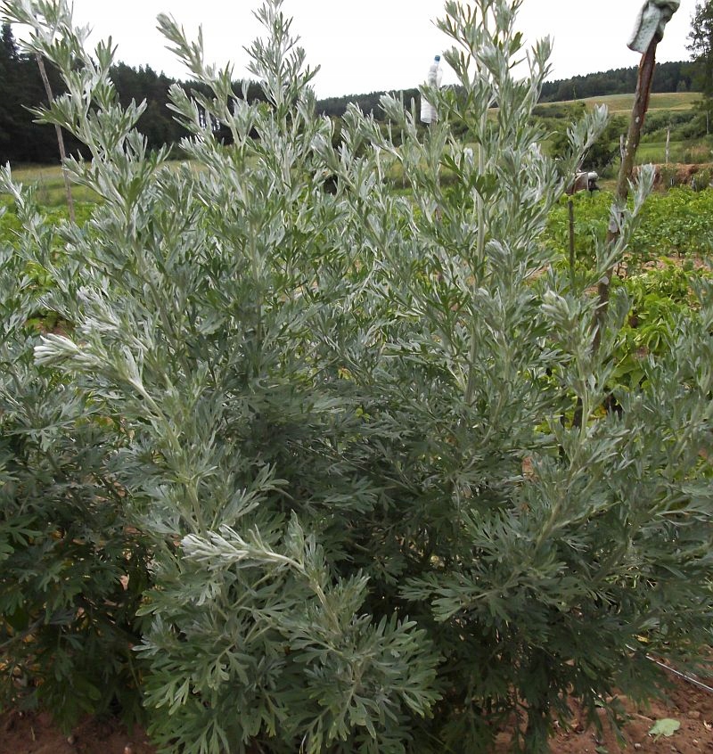 полынь стеллера silver brocade. полынь абротан. полынь саженцы. полынь artemisia absinthium. полынь powis castle.