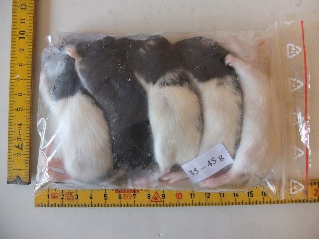 Szczur mrożony 35-45 g pakiet 5 szt.