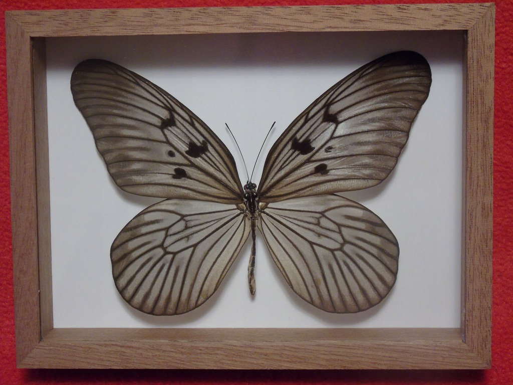 Motyl w ramce 16x12 cm . Idea blanchardi 125 mm .
