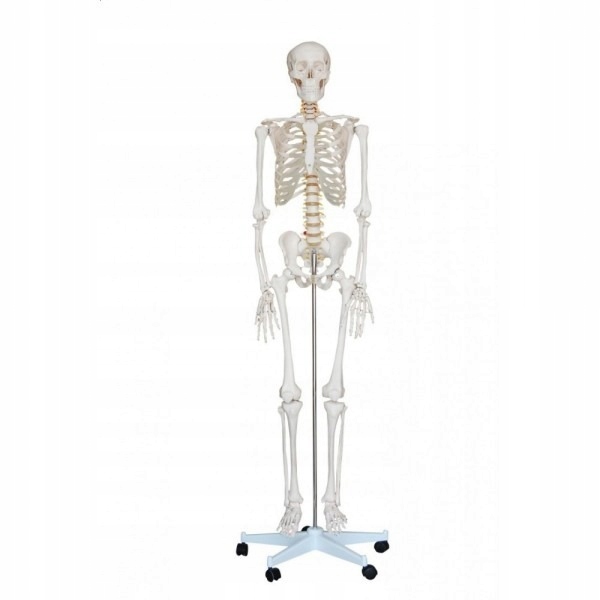 Szkielet Czlowieka Model Anatomiczny 170 Cm 7949253137 Oficjalne Archiwum Allegro