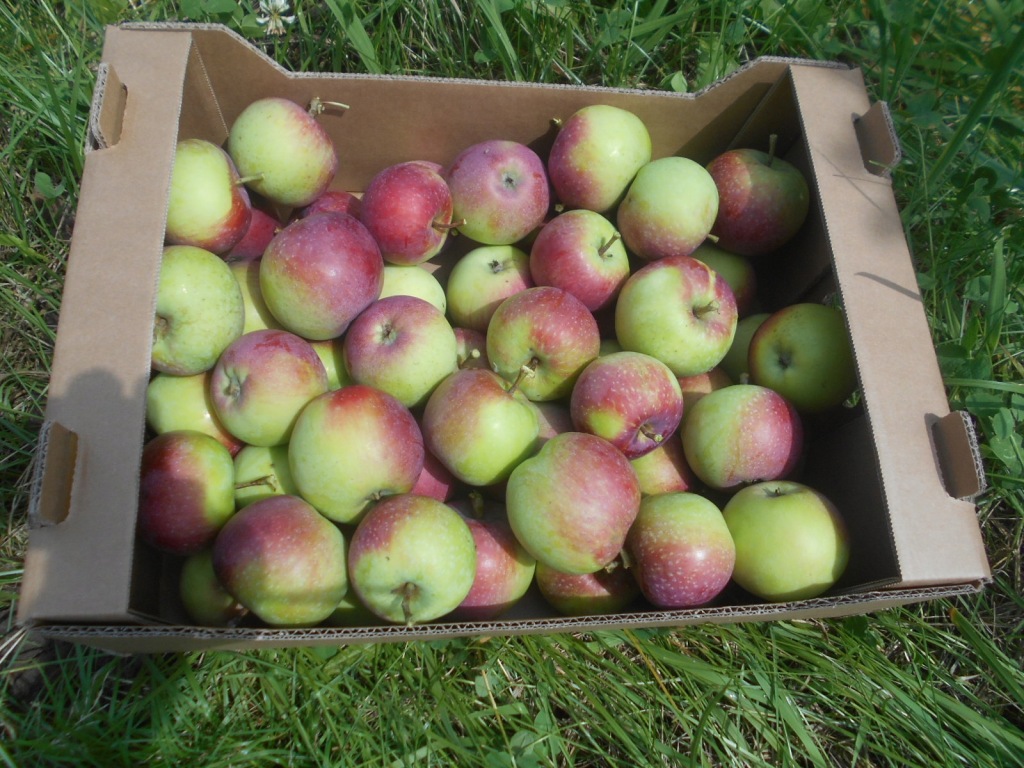 Jabłka ekologiczne Paulared BIO 1 kg