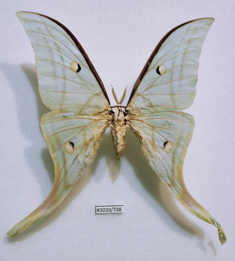 Actias selene samiec 121mm