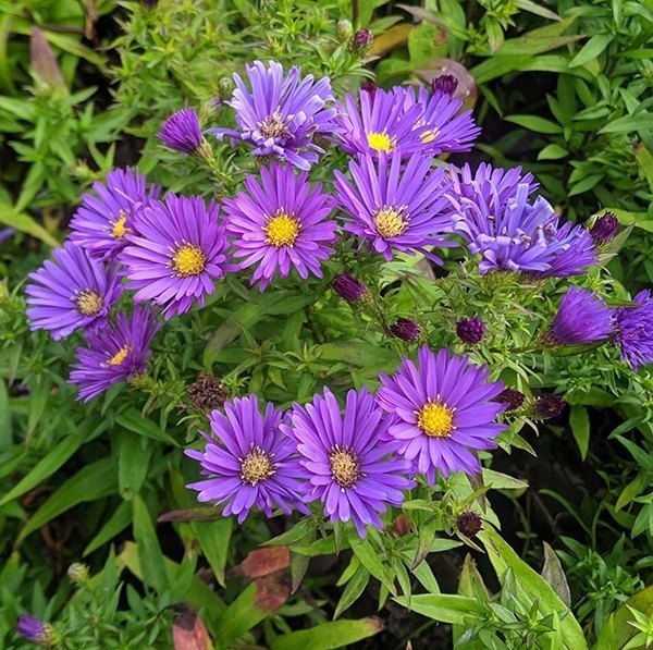 Aster ISLAND SAMOA UROKLIWA bylina