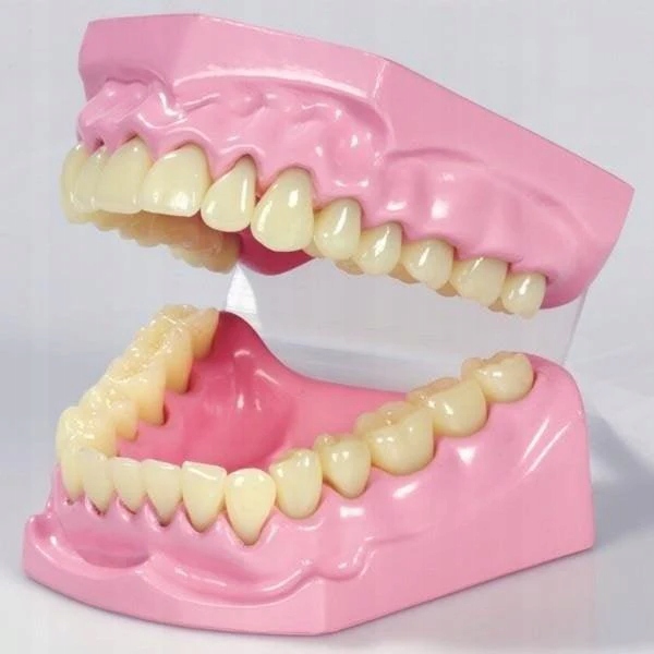 TickiT: model szczęki Anatomical Teeth Set