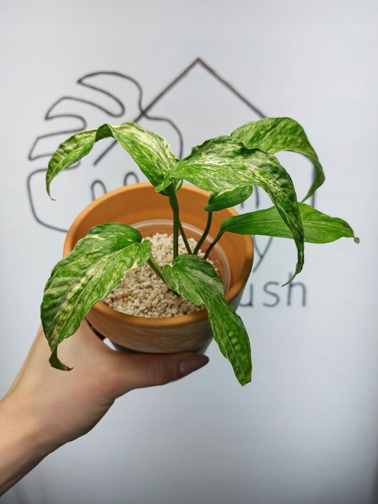 Amydrium Medium Variegata | Sadzonka 4 | 20cm HYDROPONIKA